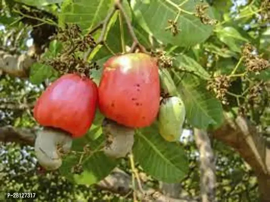 Dwarf baramasi cashew nut plant ( pack of 1 )-thumb0