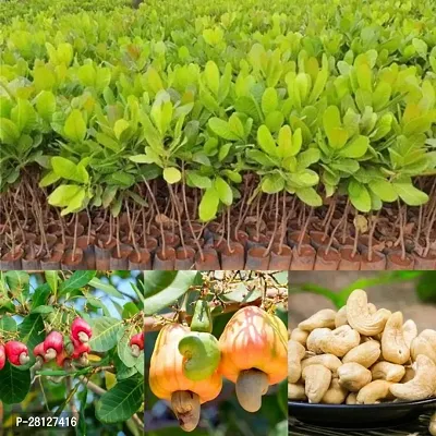 Cashew nut plant pack of 1