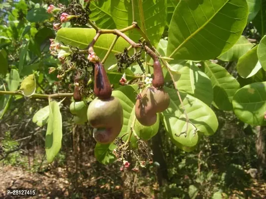 Cashew plant live hybrid pack of 1-thumb0