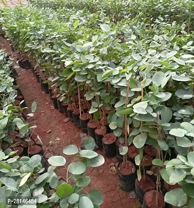 Sandalwood plants for plantation ( pack of 1 )-thumb0