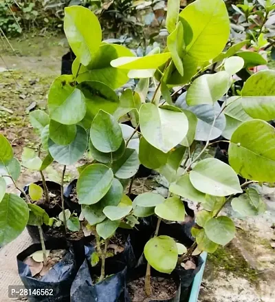 Chandan plant live pack of 1-thumb0