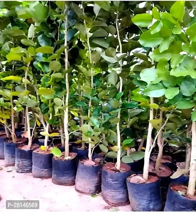 Red chandan plant pack of 1-thumb0