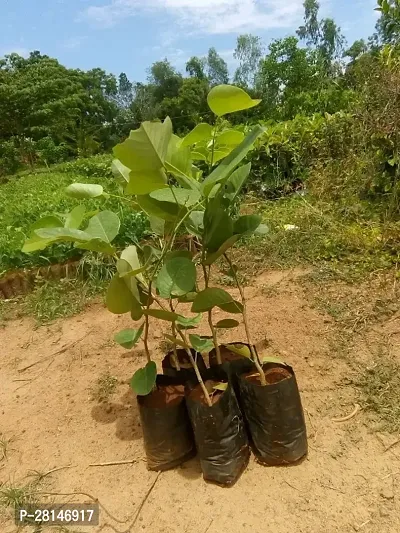 Red sandalwood tree plant Pack of 1