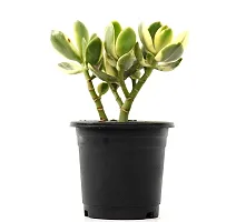 Veryhom Crassula Ovata | Jade Plant | Money Plant | Indoor Plant | Good Luck Vastu Plant for your Indoor gardening | Plant gift for functions | Healthy and beautiful indoor plant-thumb2