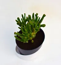 Gollum Jade | Trumpet Jade | Money Plant Succulent in Self Watering Pot by VH Veryhom-thumb2