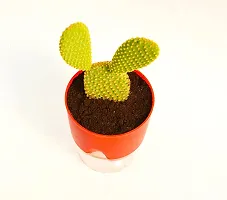 Bunny Ear Cactus With Self Watering pot Opuntia microdasys angel's wings Cactus by Veryhom-thumb3