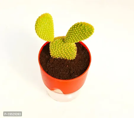 Bunny Ear Cactus With Self Watering pot Opuntia microdasys angel's wings Cactus by Veryhom-thumb4