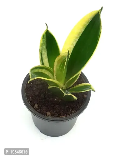 Sansevieria Jade Marginata, Snake Plant,Live Plant, Air Purifying By Veryhom