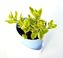 Variegata Baby Sun Rose Heart Leaf Ice Plant With Self Watering Pot By Veryhom-thumb2