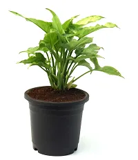 Arrowhead Syngonium podophyllum Live Plant By Veryhom-thumb3