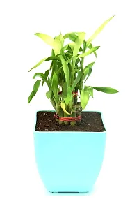 Lucky Bamboo in Plastic Pot By Veryhom-thumb3