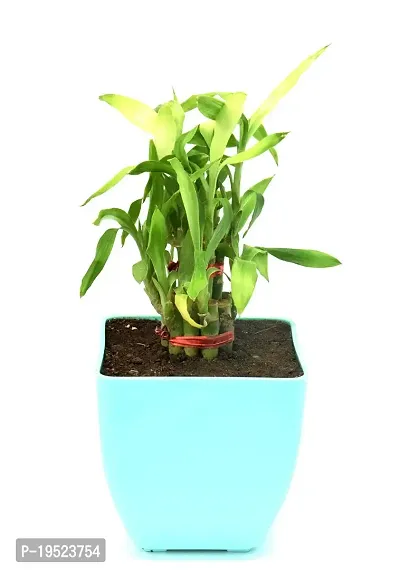 Lucky Bamboo in Plastic Pot By Veryhom-thumb4