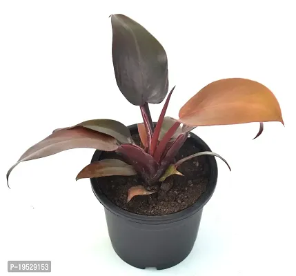 Philodendron Erubescens Red Emerald Semi Shade Moderate Blushing Philodendron Live Plant by Veryhom