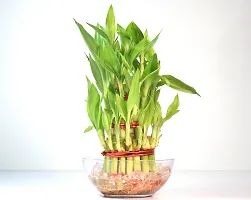 Vh Veryhom Lucky Bamboo 3 Layer Plant For Vastu And Feng Shui By Veryhom-thumb4