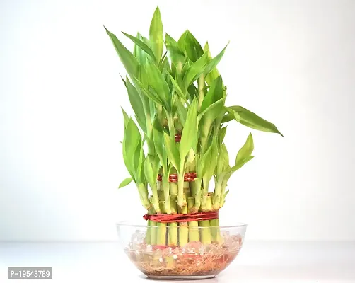 Vh Veryhom Lucky Bamboo 3 Layer Plant For Vastu And Feng Shui By Veryhom-thumb5