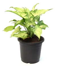 Arrowhead Syngonium podophyllum Live Plant By Veryhom-thumb1