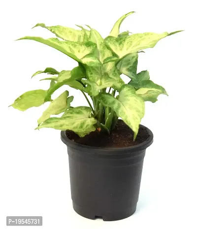 Arrowhead Syngonium podophyllum Live Plant By Veryhom-thumb2