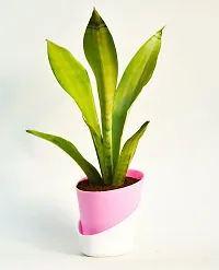 Sansevieria trifasciata ?Mother-in-law?s Tongue? Snake Plant With Self Watering Pot by Veryhom-thumb1