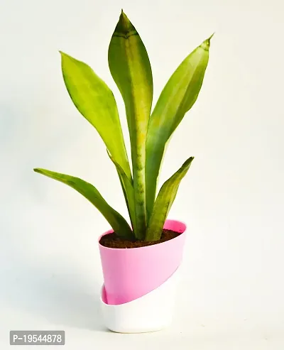 Sansevieria trifasciata ?Mother-in-law?s Tongue? Snake Plant With Self Watering Pot by Veryhom-thumb2