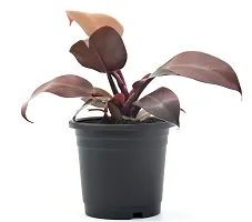 Philodendron Erubescens Red Emerald Semi Shade Moderate Blushing Philodendron Live Plant by Veryhom-thumb1