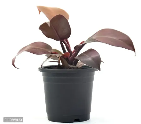 Philodendron Erubescens Red Emerald Semi Shade Moderate Blushing Philodendron Live Plant by Veryhom-thumb2