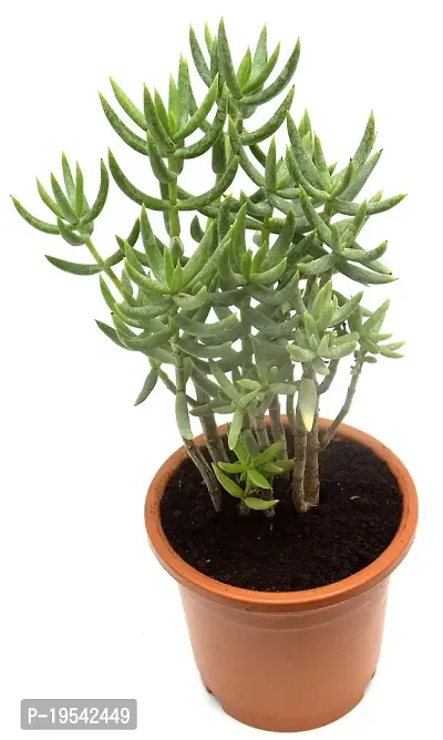 Crassula Tetragona Miniature Pine Jade plant By Veryhom