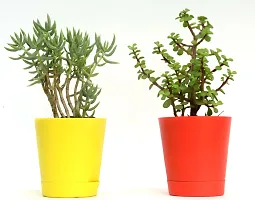 Combo of 2 Good Luck Jade plant  Crassula Tetragona Miniature Pine Plant With Self Watewring Pot By VH Veryhom-thumb3