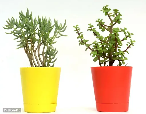 Combo of 2 Good Luck Jade plant  Crassula Tetragona Miniature Pine Plant With Self Watewring Pot By VH Veryhom-thumb4