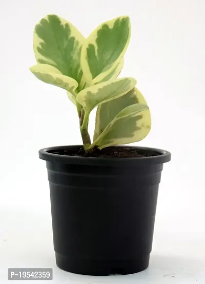 Variegated American Baby Rubber Plant | Peperomia Obtusifolia by Veryhom-thumb2