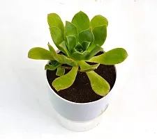 Aeonium arboreum | Tree Houseleek Succulent Live Plant With Self Watering Pot by Veryhom-thumb1