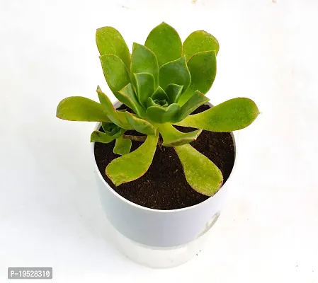 Aeonium arboreum | Tree Houseleek Succulent Live Plant With Self Watering Pot by Veryhom-thumb2