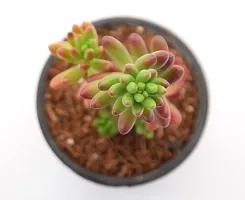 Vh Veryhom Sedum Pachyphyllum | Jelly Bean Succulent Sedum Rubrotinctum Live Plant By Veryhom-thumb2