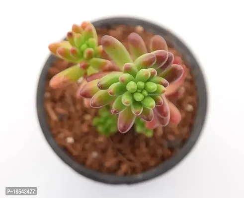 Vh Veryhom Sedum Pachyphyllum | Jelly Bean Succulent Sedum Rubrotinctum Live Plant By Veryhom-thumb3