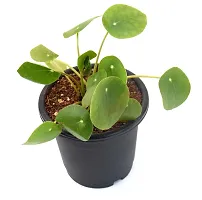 Chinese Money Plant/ Pilea peperomioides Live Plant By Veryhom-thumb2