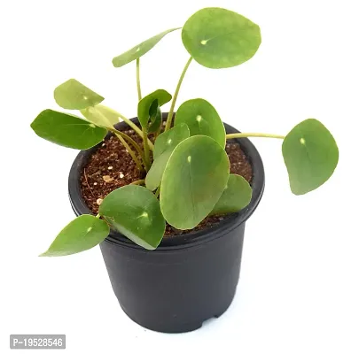 Chinese Money Plant/ Pilea peperomioides Live Plant By Veryhom-thumb3