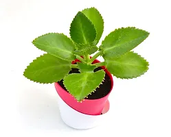 Mother of Thousands,Succulent,Devil Backbone Kalanchoe plant in Self Watering Pot by Veryhom-thumb2