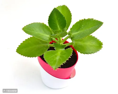 Mother of Thousands,Succulent,Devil Backbone Kalanchoe plant in Self Watering Pot by Veryhom-thumb3