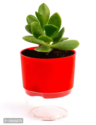 VH Veryhom Veryhom Original Crassula Ovata Plant (Good Luck Vastu Plant) Kuberakshi Vastu Plant In Self Watering Pot-thumb0