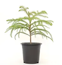 Christmas Tree | Araucaria Heterophylla Air Purifying Live Plant Star Pine Triangle Tree by Veryhom-thumb4