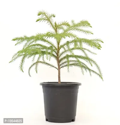 Christmas Tree | Araucaria Heterophylla Air Purifying Live Plant Star Pine Triangle Tree by Veryhom-thumb5