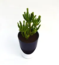 Gollum Jade | Trumpet Jade | Money Plant Succulent in Self Watering Pot by VH Veryhom-thumb1