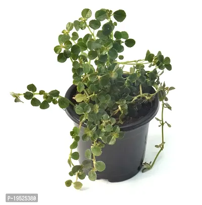 Cerveza n Lime plectranthus Live Plant By Veryhom