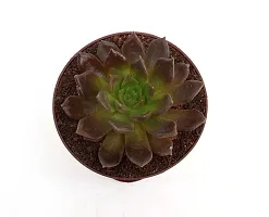 Vishnu Kamal Echeveria black prince Succulent in Self Watering Pot By India Gardening-thumb1