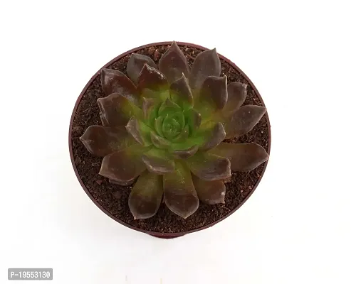 Vishnu Kamal Echeveria black prince Succulent in Self Watering Pot By India Gardening-thumb2