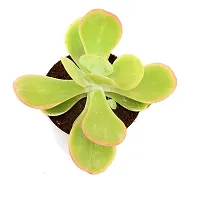 Kalanchoe thyrsiflora | Paddle Plant Flapjacks Succulent in Self Watering Pot By India Gardening-thumb1