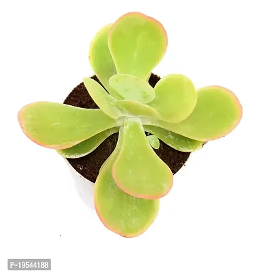 Kalanchoe thyrsiflora | Paddle Plant Flapjacks Succulent in Self Watering Pot By India Gardening-thumb2