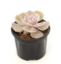 Echeveria Laui Succulent Plant by Veryhom-thumb1