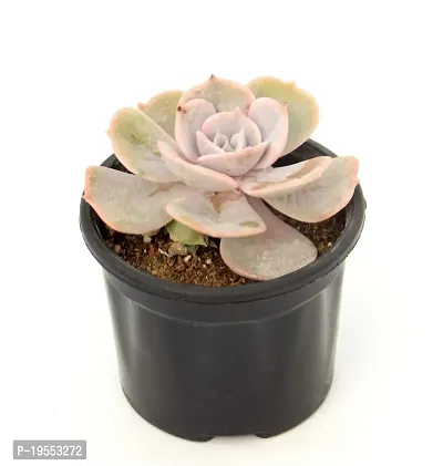 Echeveria Laui Succulent Plant by Veryhom-thumb2