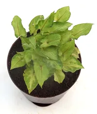 Syngonium 'Gold Allusion' Live Air Purifying plant in Self Watering pot by Veryhom-thumb2