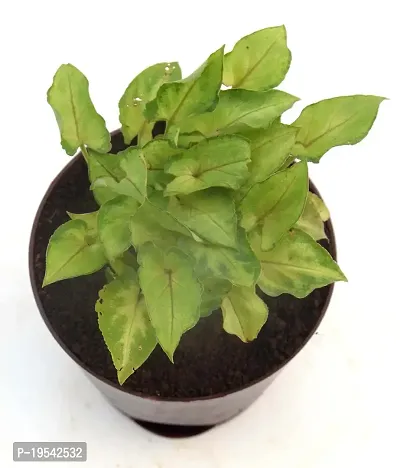 Syngonium 'Gold Allusion' Live Air Purifying plant in Self Watering pot by Veryhom-thumb3